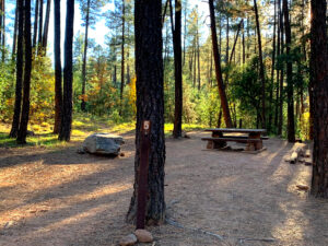 Forest Service wants to cut hundreds of trees