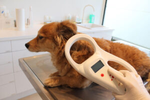 Dogs coming back into the U.S. have new rules