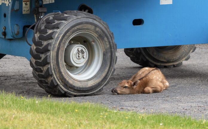 baby elk