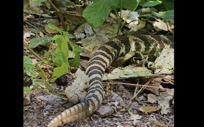 Rattlesnake and Poison Oak