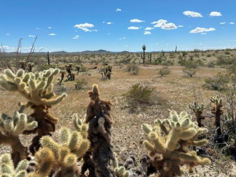Cacti at Swansea ghost town