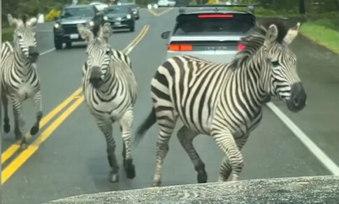 gallping zebras
