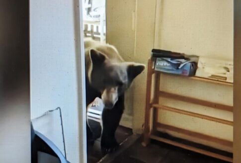 bear enters CA kitchen Youtube video capture