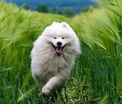 unleashed dog running to camera photo by pixabay