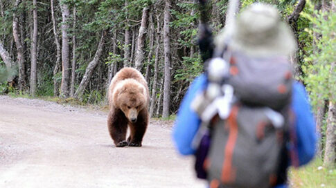 bear safety tips