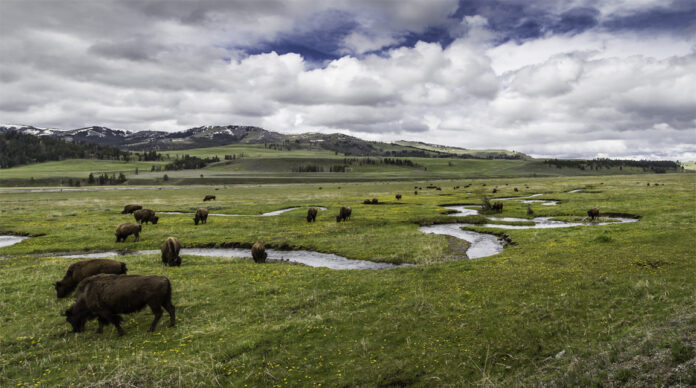 Yellowstone’s bison