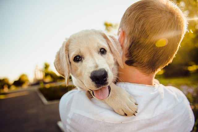 pet owner holding dog pixabay photo