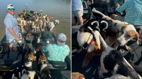 Fishermen rescued 38 dogs
