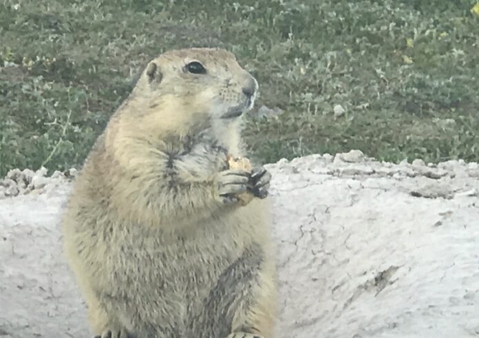 Prairie dog