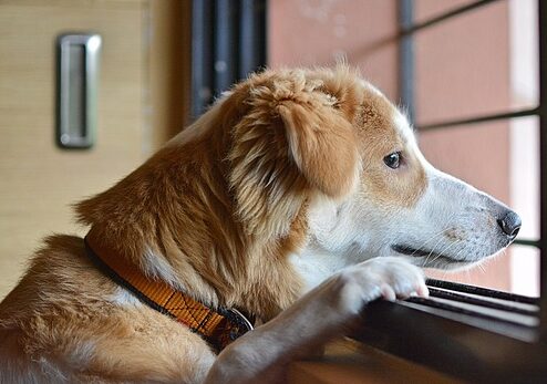 sad dog Pixabay