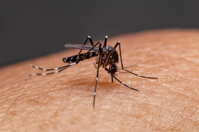 mosquito biting person from mosquitonixatlanta.com