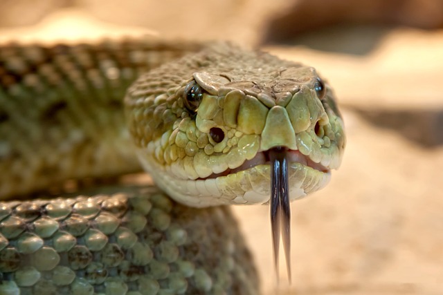 speckled rattlesnake via pixabay