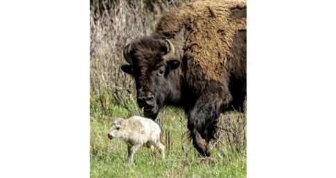A white buffalo calf in Yellowstone with its mom