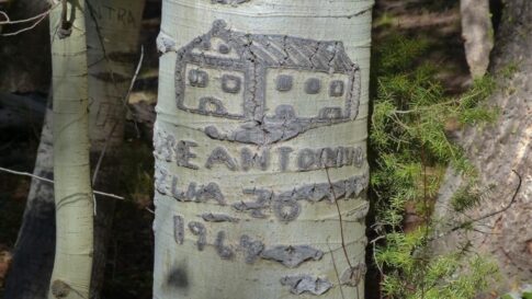 arborglyphs