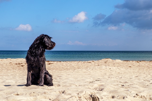 black dog at the beach