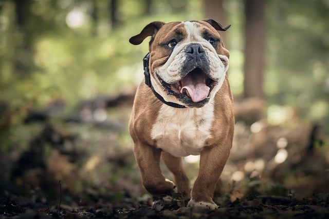 A hot dog needs these dog treat recipes