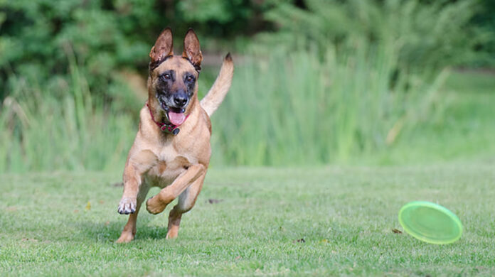 Love’s has opened its 400th dog park