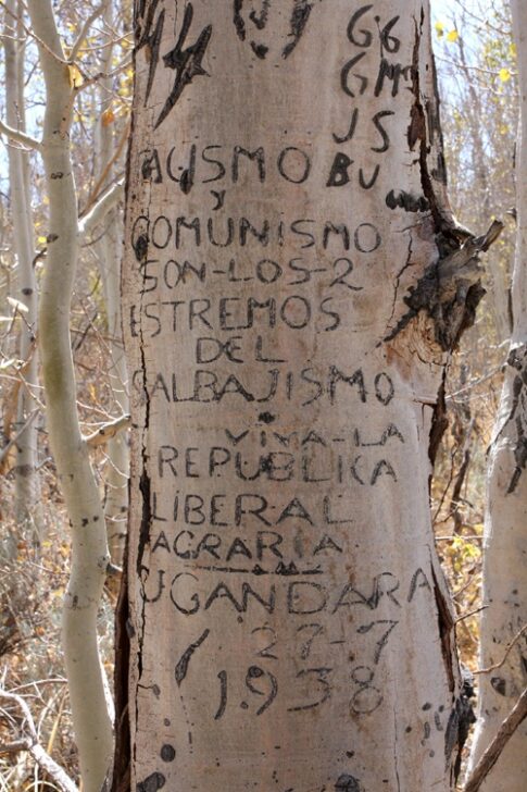 arborglyphs pinterest photo