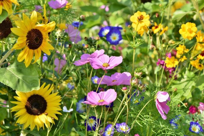 Colorado wildflowers