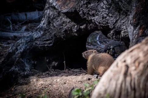 Marmot