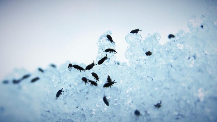fleas