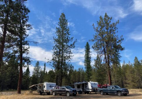 RVs camping by trees