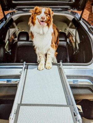 Dog ramp Photo: PetSafe