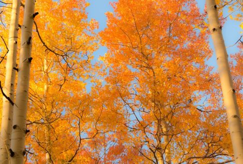 Colorado's fall colors Pixabay photo of aspen trees