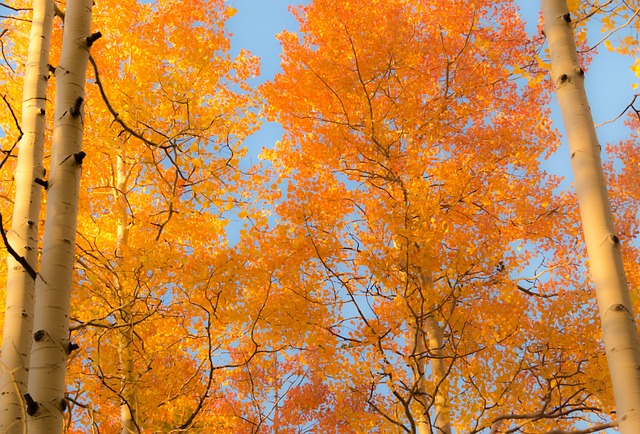 Colorado's fall colors Pixabay photo of aspen trees