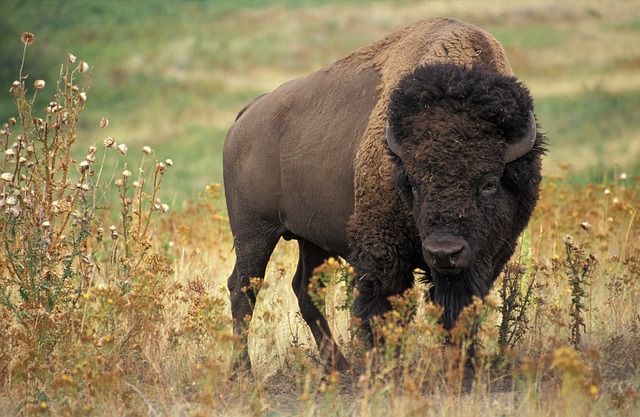 buffalo Photo: Pixabay. The selfie control filter will prevent you from getting this close to animals like buffalo