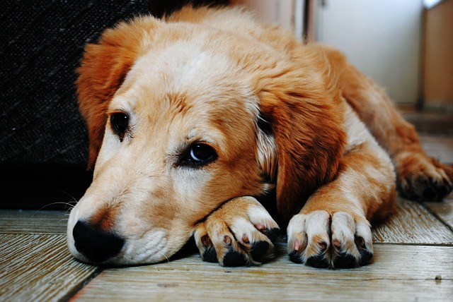 Sad dog who needs a dog GPS collar