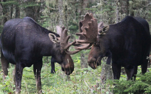 Wolves invade