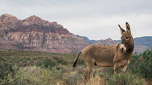 burros
