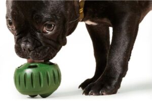 Dog playing with a Woof Pupsicle frozen treat
