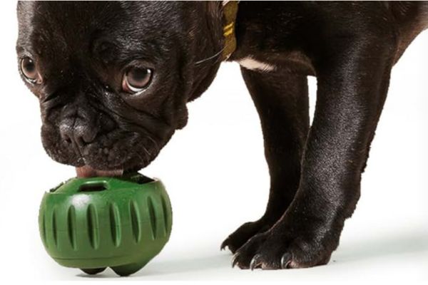 Dog playing with a Woof Pupsicle frozen treat
