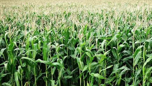 corn field for 