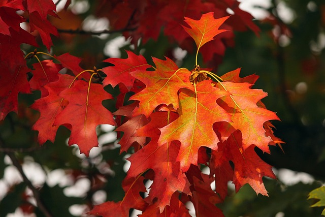 colorful fall leaves Photo: Pixabay