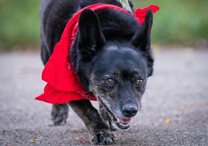 Dog wearing red bandana Photo: Pexels
