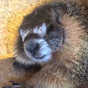 Yosemite critter