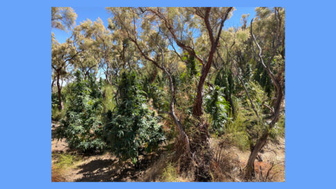 state parks pot