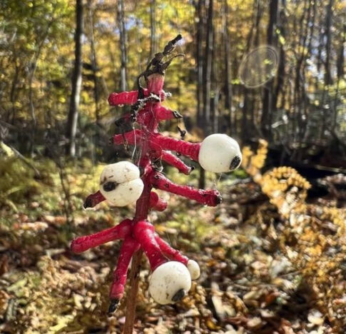 Eyeball plant