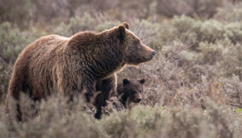 Ambassador bear dies