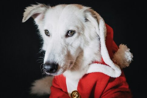 dog in Santa costume Pixabay image