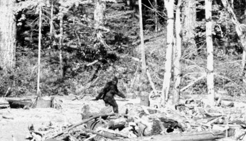 Bigfoot search