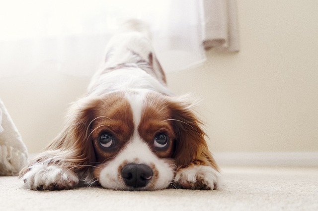sheepish looking dog Pixabay image