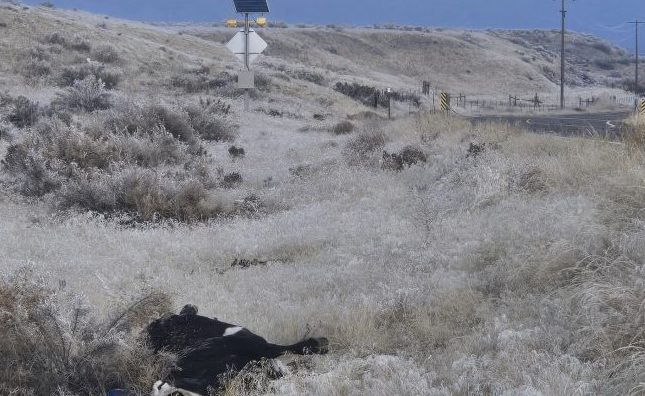 Cow killed along Idaho highway