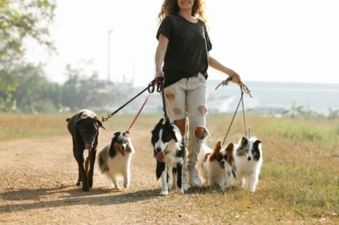 Woman walking multiple smelly dogs Pexels image