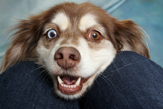 Dog face Pixabay image