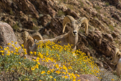 Big Horn sheep in Anza-Borrego DesertImage: parks.ca.gov