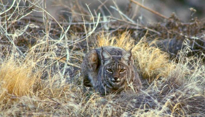 bobcat rabies